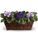 Sweet Violet Trio from Olney's Flowers of Rome in Rome, NY